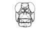 Neuquenina fictor (Rehn, 1943): Fig. 38. male head, frontal view. (Otu).