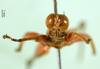 CollectionObject 1500965; e3b10e67-6071-4487-9fc2-043941d5a049, MfN BA000597S01: male, frontal view (holotype). (CollectionObject).