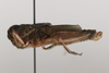 CollectionObject 1528830; cad8b65c-ed44-40ec-b434-46d3f880de45: male, lateral view (holotype). (CollectionObject).