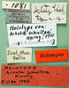 CollectionObject 1500736; 0cc89c07-20f7-4821-bcd3-1a70b8c3e167, MfN 1081: labels (holotype). (CollectionObject).