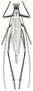 Oecanthus nigricornis Walker, 1869: Fig. 163. female. (Otu).