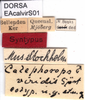 CollectionObject 1581464; 72bee0df-9ffa-4c1f-a823-60f00af0220f: labels (paralectotype). (CollectionObject).