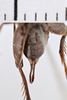 CollectionObject 1506068; c78ab8f7-fb8e-4f1e-8d5b-b48b56b0f9e7: Female, syntype. Chile. (CollectionObject).