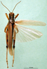 CollectionObject 1502815; 03ba7b08-2834-49d4-a92c-88ed338aac59: male, dorsal view (paralectotype of Ognevia debilis). (CollectionObject).