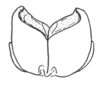 Ceuthophilus (Ceuthophilus) latens Scudder, 1862: Fig. 719. male subgenital plate, distal edge. (Otu).
