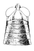 CollectionObject 1523927; 04babf88-2a85-452f-9018-53982cddcfa7: Pl. 10, Fig. 9 (after type). female, head and pronotum, dorsal view. (CollectionObject).