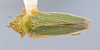 Habitus, dorsal view: (Observation).