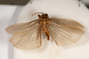 CollectionObject 1585402; d74bb343-6f92-4fac-84d1-8b8cbe4a9694: male, dorsal view (syntype). (CollectionObject).