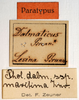 CollectionObject 1575359; 0c620c1a-883e-4b9d-b100-f4db5f45beb8: labels (syntype of Pholidoptera dalmatica maritima). (CollectionObject).