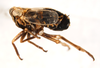 Habitus, lateral view on Dicranotropis (Leimonodite) beckeri Fieber, 1866: (Observation).