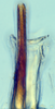 Aedeagus, ventral view: (Observation).