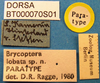CollectionObject 1530854; f5fe5583-7ca2-43fa-9cdb-6d2a58efc4a0: labels (paratype). (CollectionObject).