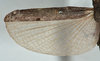 CollectionObject 1561270; USNM(SF IMPORT DUPLICATE) 7350, 80ce10ec-7dc9-4d1b-a654-36c3a552b2ad: copyright USNM, Washington. (CollectionObject).