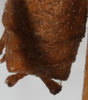 CollectionObject 1532241; NMW 379, 59ea761b-7033-4091-b336-b3fe8218589b: male abdomen tip, dorsal view (syntype). (CollectionObject).