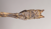 CollectionObject 1559487; NHMUK(SF IMPORT DUPLICATE) 844641, 811fb9f4-dfcf-4168-a10d-a1c7d39c3d64: copyright Natural History Museum, London. male: end of abdomen, ventral view (paratype). (CollectionObject).