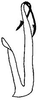Aedeagus, lateral view: !! display not done !! on Macrosteles lepidus (Van Duzee, 1894): Aedeagus, lateral view. (Observation).