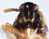 Head: !! display not done !! on Pissonotus concolor Bartlett, 2000: (Observation).