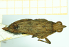 CollectionObject 1586202; 646d3b3d-1caa-48a1-85dd-d4bf2a89b677, NMW NRM-ORTH 13053: female, dorsal view (paralectotype). (CollectionObject).