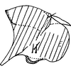 Pygofer, lateral view on Anufrievia zelta Dworakowska, 1977: Pygofer, lateral view. (Observation).