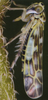 Habitus, dorsal view on Eupteryx (Eupteryx) collina (Flor, 1861): Habitus (female). (Observation).