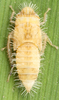 Nymph on Buloria gyponinoides Distant, 1908: Nymph. (Observation).