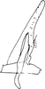 Subgenital plate: !! display not done !! on Trypanalebra maculata (Baker, 1903): Subgenital plate, stylus & connective. (Observation).