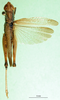 CollectionObject 1501418; 6969df89-90b4-4b7f-b117-cb2397ec752c: male, dorsal view (holotype). (CollectionObject).
