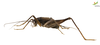 CollectionObject 1849154; Unioeste Cascavel SAOP-347, 1df8f9c5-60e4-4f69-a2be-c25ed36e30be: Male. Lateral view. (CollectionObject).