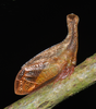 Lycoderides Sakakibara, 1972: _Lycoderides stumpeli_. (Otu).
