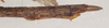 CollectionObject 1560982; 8ee653ed-c750-4f3a-8b51-da8dc449531f: copyright St. Petersburg. female: end of abdomen: lateral view (syntype). (CollectionObject).