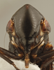 Head on Balocha Distant, 1908: Head/Face. (Observation).