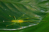 CollectionObject 1497838; 57bf3f7c-8420-46ac-8f63-9f9b78a4d7c0, CH3193: female nymph. (CollectionObject).