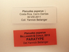 Isagoras asperus (Bellanger & Conle, 2013): copyright MNHN, Paris. female, data labels (paratype). (Otu).