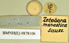 Zetobora monastica Saussure, 1862: Lectotype, male, labels, reverse. BMNH(E)#878106. (Otu).