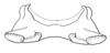 Tristria angolensis Bolívar, 1890: epiphallus. (Otu).
