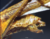 CollectionObject 1503248; 75e53c44-9a74-446f-a7ad-3179280ebb05: male abdominal apex. (CollectionObject).