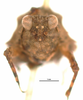 CollectionObject 1521861; OUM 718, 88680856-1173-4b6b-b379-50533c90b211: female, frontal view (holotype of Thoradonta dentata). (CollectionObject).
