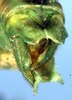 CollectionObject 1504095; 0dd4b7d3-6b58-4d95-b35c-96b71c1747df: male cerci (holotype). (CollectionObject).