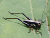 Eobiana engelhardti subtropica (Bey-Bienko, 1949): nymph. (Otu).