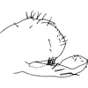 Pygofer, lateral view on Cassianeura cassiae (Ahmed, 1970): genital capsule. (Observation).