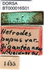 CollectionObject 1500336; 36175b2b-8f59-4390-8e62-da00f9583a51: labels (holotype of var. gigantea). (CollectionObject).