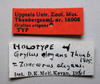 CollectionObject 1531110; 9d19ae37-80c5-49f3-a523-49c13ec34667: male, labels (holotype). (CollectionObject).