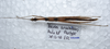 CollectionObject 1576072; c030d9f2-9de4-4543-83c7-a37dfd18653a: copyright ZRC, Singapore. male, ventral view (paratype). (CollectionObject).