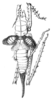 Panoploscelis armata Scudder, 1869: Fig. 1. female, dorsal view (body length 60-66 mm, forefemur 26 mm, ovipositor 33 mm). (Otu).