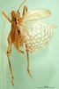CollectionObject 1500201; 86c609ca-9618-4b04-8594-3debec7149b4: male, dorsal view (holotype of Gryllacris personata möschi). (CollectionObject).