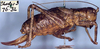 CollectionObject 1517021; 4f958c99-2190-4003-a944-0b4c2caf70cf: female, lateral view (holotype). (CollectionObject).