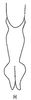 Connective: !! display not done !! on Scaphoidula Osborn, 1923: connective, ventrally. (Observation).