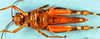 CollectionObject 1578663; 7b496661-5f71-4240-8a26-d0434a7f8177: female, ventral view (paratype). (CollectionObject).