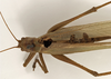 female, dorsal view (holotype of Tettigonia viridis cantatrix). Depicts CollectionObject 1529794; ff8fb20d-27dd-4c67-a282-c979c6700442, a CollectionObject.