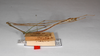 CollectionObject 1558047; 18ad1de7-83f6-4a08-a4b5-7a13d992cd31: copyright ZMHB, Berlin. male, lateral view (syntype). (CollectionObject).;CollectionObject 1558048; ec519d3d-276b-4cc7-b1c8-1737c64766b4: copyright ZMHB, Berlin. male, lateral view (syntype). (CollectionObject).